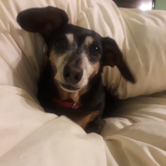 Meet your Posher, Jessica - Picture 1 of 1